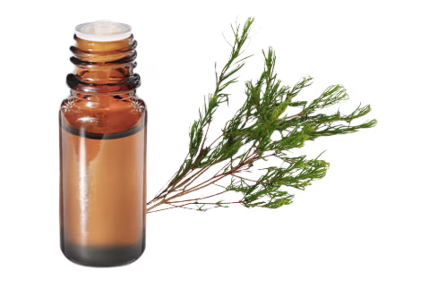 Huile Essentielle Tea Tree